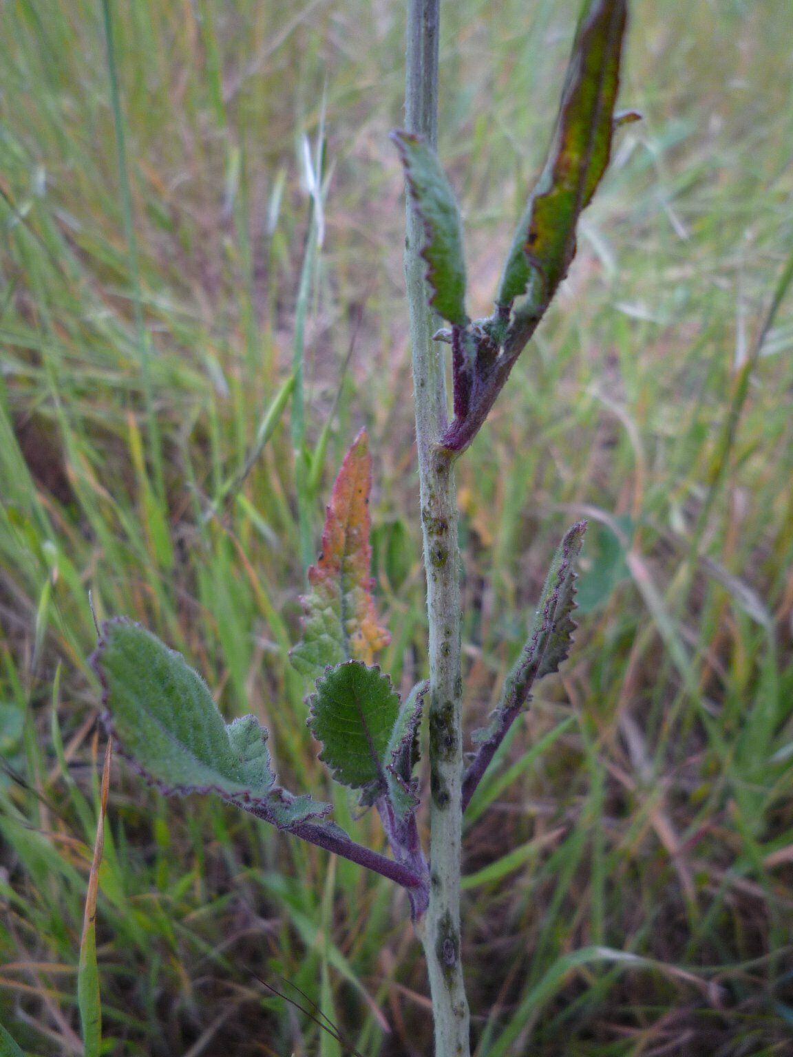 High Resolution Brassica nigra Leaf